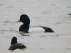 Scaup at Paglesham Lagoon (Steve Arlow) (39651 bytes)